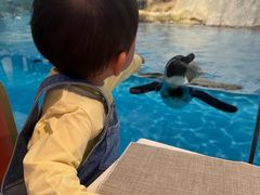 -帝企鹅自助餐厅•儿童岛•真企鹅(长隆企鹅酒店)