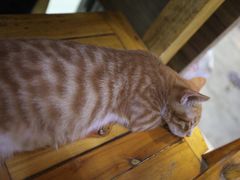-肇兴特色牛肉粉