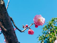 -梅花山(明孝陵内)