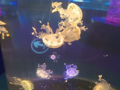-重庆欢乐海底世界