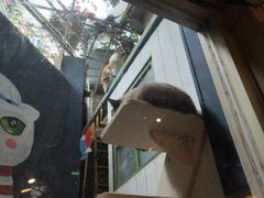 -猫咪博物馆(顶澳仔猫街店)