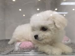 -萌宠之家·腊肠犬·马尔泰·小体犬舍