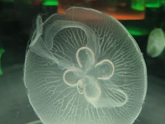 -海合安武汉极地海洋公园