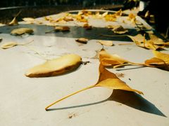 -四川大学(华西校区)