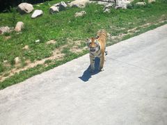 -西安秦岭野生动物园