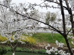 -羊山湖公园
