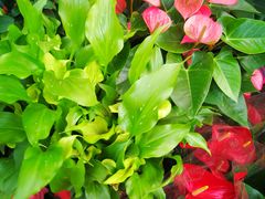 -秦美花卉(天朗·莱茵小城2期店)