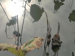 -长兴太湖图影湿地文化园