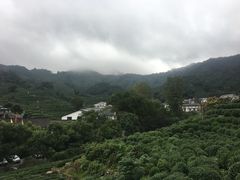 -龙井村