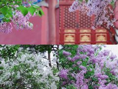 -国家植物园