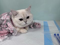 -达爱动物医院·犬猫分区·CT·复杂眼科(远洋山水分院)