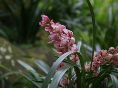 -中国科学院华南植物园