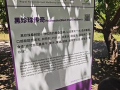 -御林古桑园