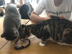 -平行世界·猫咖(首经贸店)