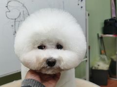 -鑫艺宠物美容培训学校