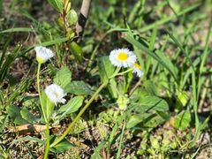 -春花秋色城市公园