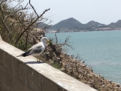 -海驴岛(荣成市)
