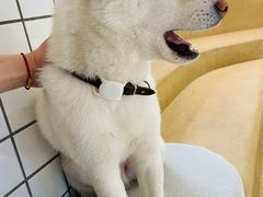 -柴务处·柴犬主题狗咖
