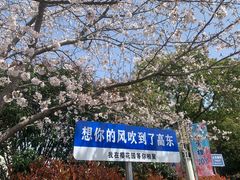 -高东镇樱花园