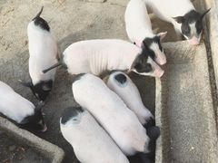 -田园东方蜜桃村的田野营地