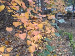 -长白岛森林公园