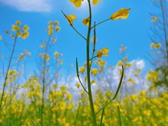 -光明小镇欢乐田园