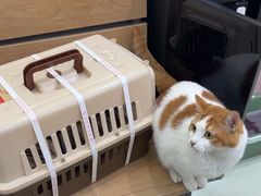 -瑞鹏宠物医院·宠保定点·心脏科·内科(御桥分院)