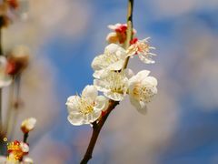 -杭州植物园