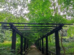 -上海共青森林公园