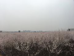-明秦王墓遗址