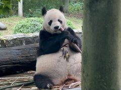 -都江堰中华大熊猫苑