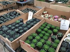 -龙大花卉苗木市场