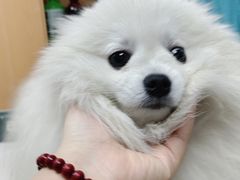 -联合动物医院(光谷诊疗中心)