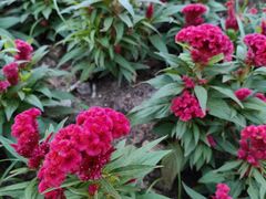 -番禺广场(市桥街道)