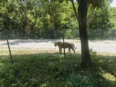 -深圳野生动物园