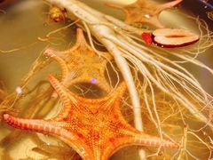 -千岛蚝高压锅生蚝·人参火锅(白云万达店)