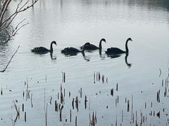 -昆山城市生态森林公园