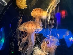 -太平洋海底世界