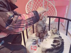 -藏猫猫咖啡主题馆(中央大道店)