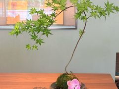 -瑞泉茶叶(宝格丽旁店)