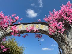 -天适樱花悠乐园