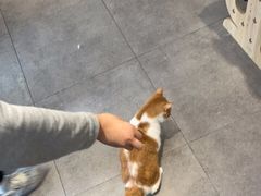 -飞行喵MR PILOT|猫舍·猫咖(静安大融城店)
