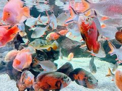 -太平洋海底世界