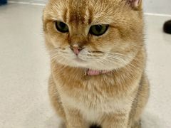 -共舞时光猫咖·狗咖(新街口店)