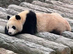 -都江堰中华大熊猫苑
