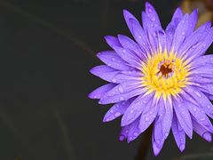 -中国科学院华南植物园