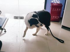 -申普宠物医院·眼科·心内科·影像科(普陀分院)