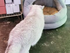 -喵屿·大理花园猫咖