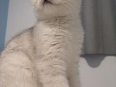 -袖虎·猫馆(体育西路店)