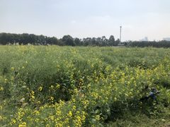 -光明小镇欢乐田园